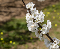 Orchard Blossom 6
